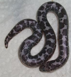 Anerytristische Sandboas - Gongylpohis colubrinus NZ 2022