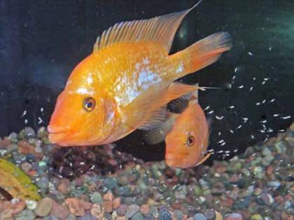 Amphilophus Cichlasoma citrinellum orange Jungtiere günstig abzugeben.
