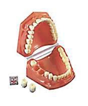 CZ-Dentallabor bietet Zahnärzten Kooperation