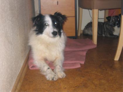 Junger Cockerspaniel