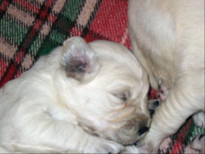 Schäferhundmixwelpenverkaufe welpen 4monate a