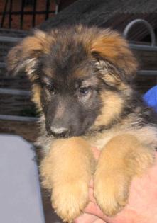 Australian Shepherd Hündin abzugeben