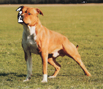 Suche ab Februar März AMSTAFF Welpe Rüde