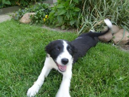 Border- Collie Welpen