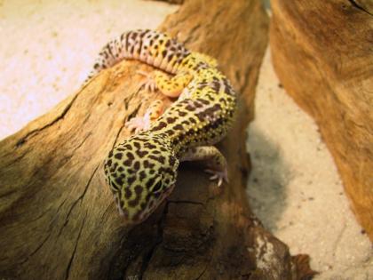 4 Leopardgecko-Weibchen