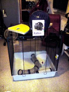 Furet XL mit viel Zubehör für Ratten Frettchen etc.