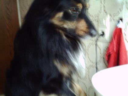 Sammy 3 Jahr alt leider aus prviaten Gründen abzugeben