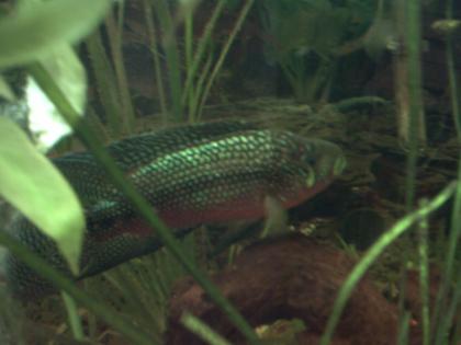 Biete günstig 6 Achtbinden-Buntbarsch Cichlasoma octofasciatum