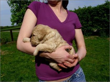 Labradoodle Doodle Goldendoodle Allergie allergikergeeignet