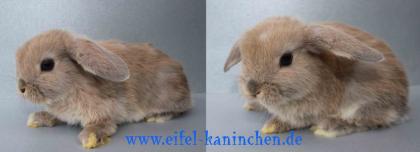 Cora NHD- Mini Lop Häsin in Isabell