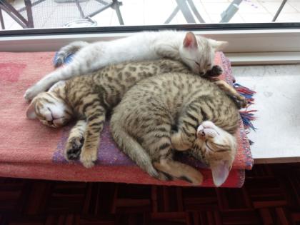 Wunderschöne Bengal Babys mit Papieren suchen ein dauerhaftes liebevolles Zuha