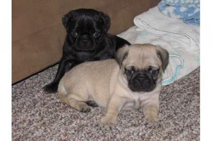 Reinrassige Mops Babys Freiatmend