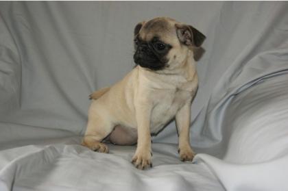 Mops Welpen gechipt geimpft beige