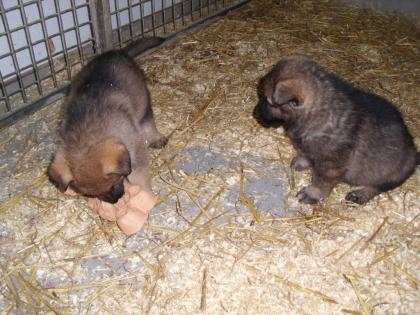 TOP Schäferhundwelpen aus Leitungszucht WT. 16. 10. 2022