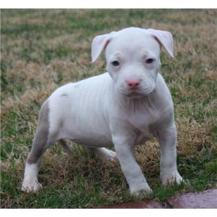 American Pit Bull Am Staff.