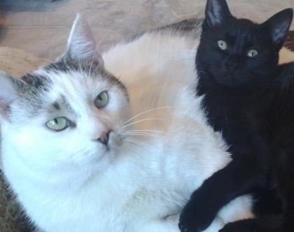 Um cast die beiden unzertrennlich shone Katzen - Stettin Polen