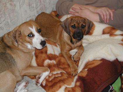 BGS Rüde und Beagle-Mix Hündin entlaufen