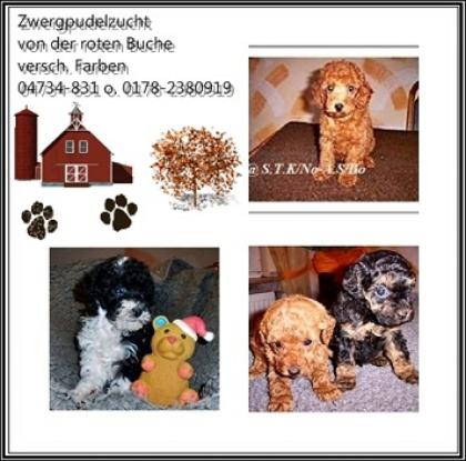 Traumhaft schöne Zwergpudelwelpen/Junghd. versch. Farben Papiere