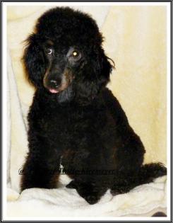 Typvoller Kleinpudelrüdenjunghd black-tan Papiere