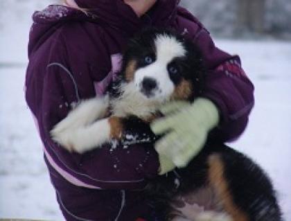 Reinrassige Berner Sennenhund Welpen 10 Wochen