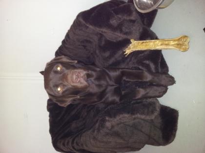 Biete gesunden muskulösen schoko-labrador reinrassig zum decken an. KEIN VERKAUF