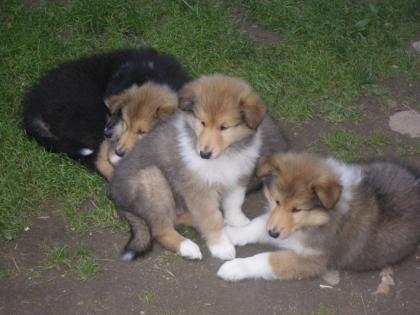 LanghaarColliewelpen in sable und Tricolour