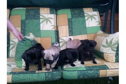 SCHWARZ und BEIGE 2 Rüden und 2 Weibchen süße Mops sind entwurmt geimpft