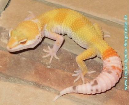 PLZ 664625 Leopardgeckos NZ 2022 und adulte Tiere abzugeben