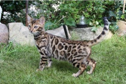 Wohnzimmerleoparden Bengalkitten Bengalen