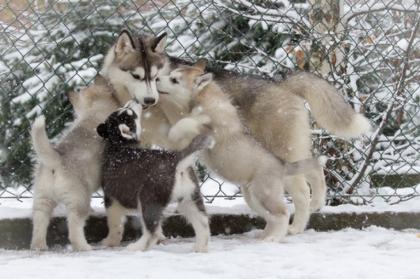 Süß siberian husky babys mit ADRK-Papieren Suchen Ein Neues Zuhause