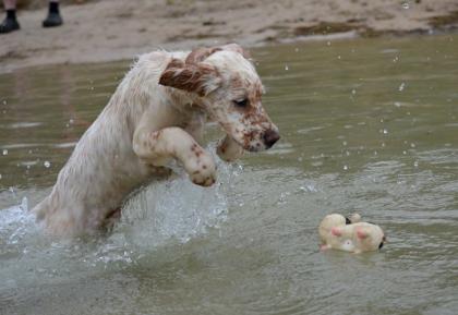 English Setter Welpe Rüde geb. 28. 01. 2022 sehr verschmust und anhänglich