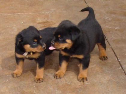 Rottweiler-Welpe Hündin 11 Wochen alt mit ADRK-Papieren