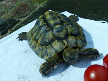 Griechische Landschildkröte Schildkröte männlich 18 Jahre aus Freilandhaltung