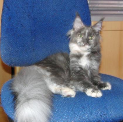 Wunderschöne Maine Coon Katze abzugeben