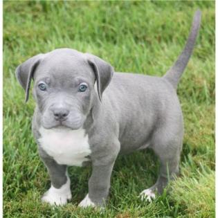 Pitbull blueline Welpe
