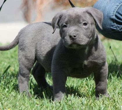Rednose Pitbull