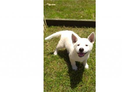 Calvin ist ein entspannter Akita-Welpe