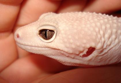 Suche Leopardgeckos Farbformen