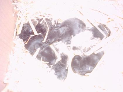 6 gesunde Kaninchenbabys ab 29. 08. abzugeben