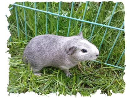 Wunderschöne gesunde Meerschweinchen Babys