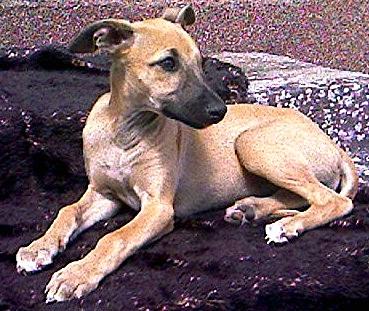 Whippet Hündin sand Familienhund Windhund