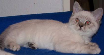 Britin in blue-silver-tabby-point