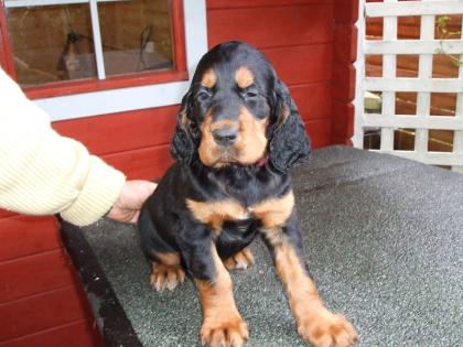 Wunderschöne Gordon Setter suchen liebevolles Zuhause