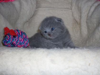 Britisch Kurzhaar Babys in blau