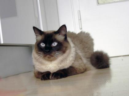 Ragdoll-Deckkater