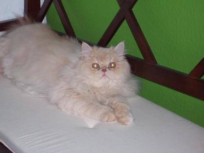 Dringend wegen allergie abzugeben Perser Mit Ahnentafel