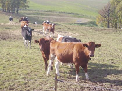Colostrum - wer s hat hat s besser