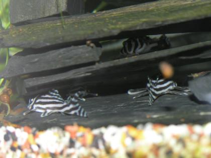 6x Zebrawels L46 zu verkaufen