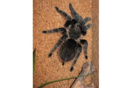 Kraushaarvogelspinne Brachypelma albopilosum mit/ohne Terrarium abzugeben