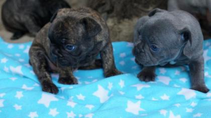 Franz bulldoggwelpen gestrohmt